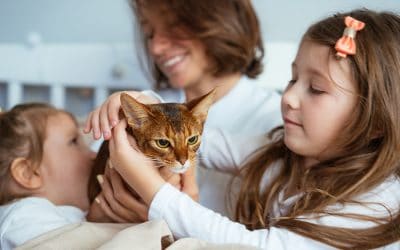 Beginners Guide to Owning a Cat in Toronto