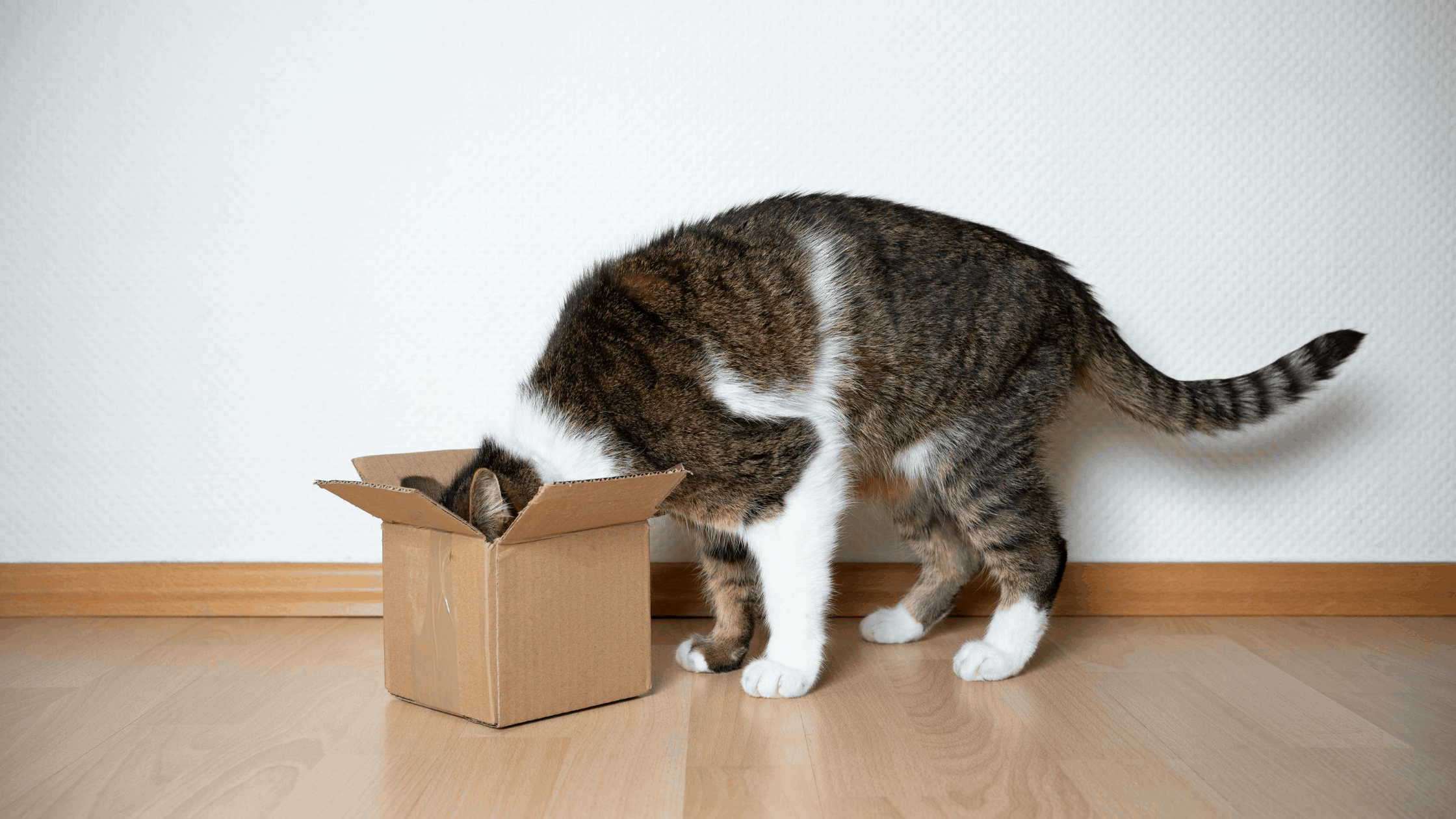 Why Do Cat's Like Boxes? Cat Sitter Toronto Inc.