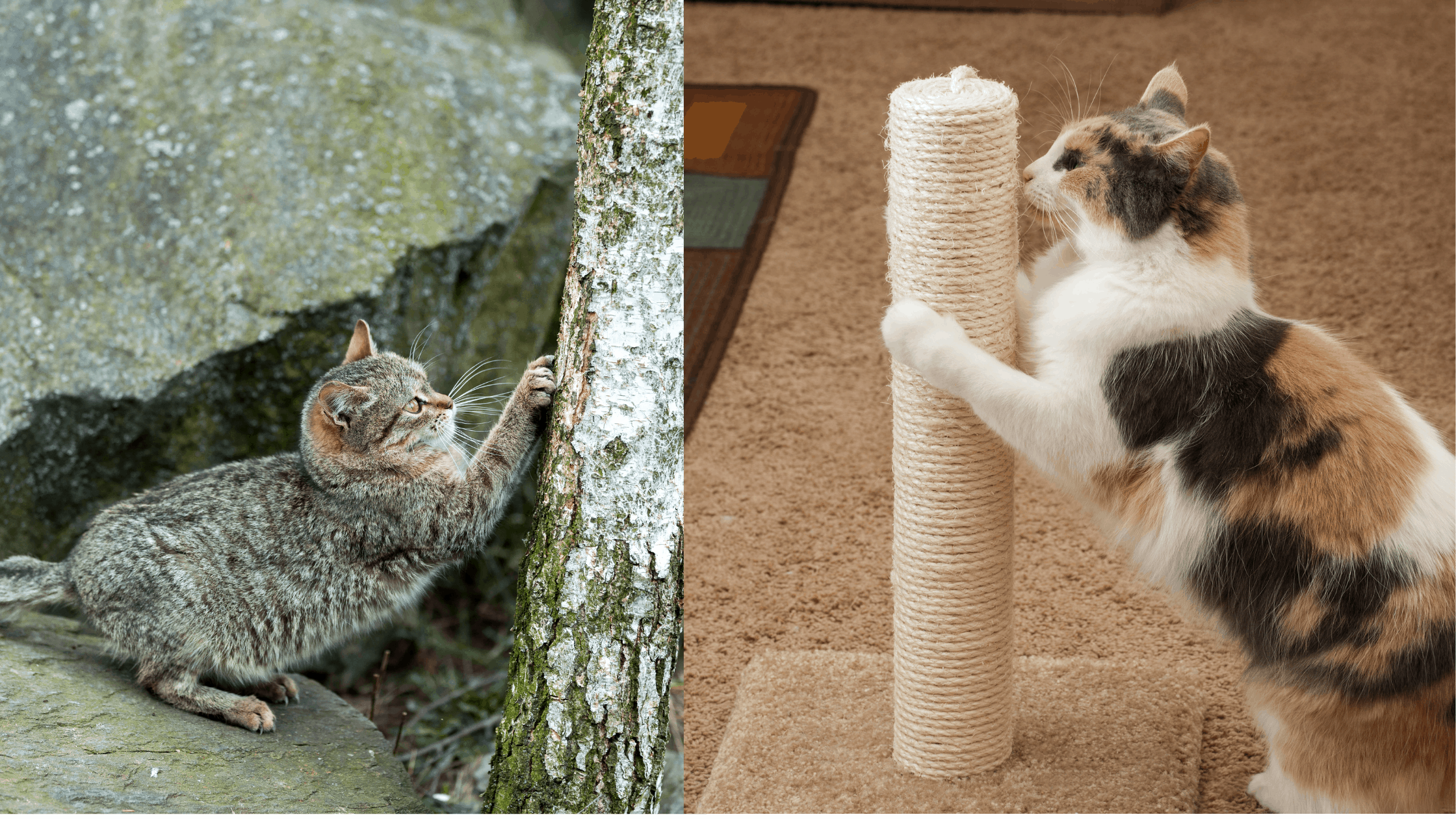 Indoor Cats vs. Outdoor Cats