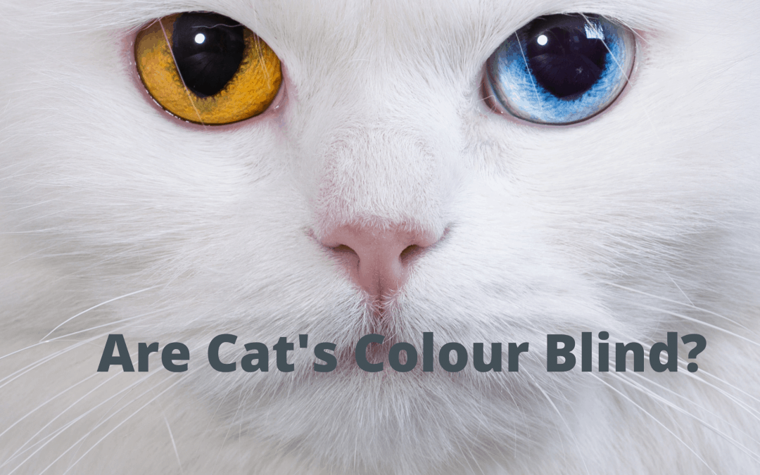 Are cats colour blind?