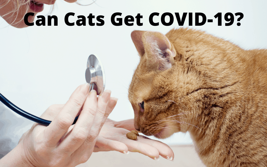  Can Cats Get COVID-19?