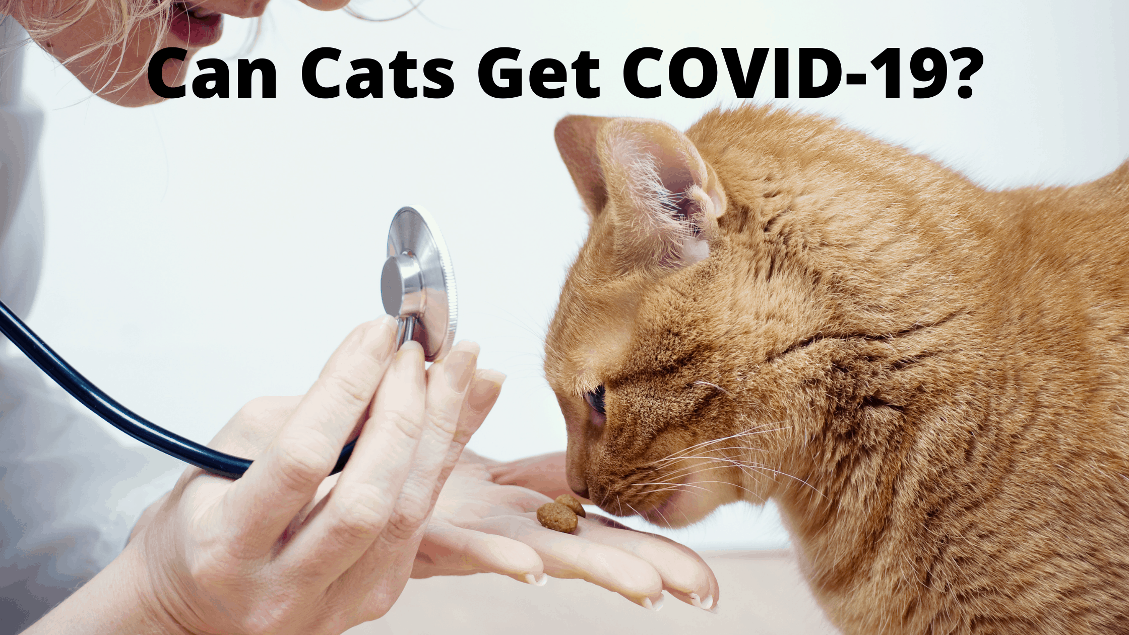 Can Cats Get COVID19? Cat Sitter Toronto Inc. Cats
