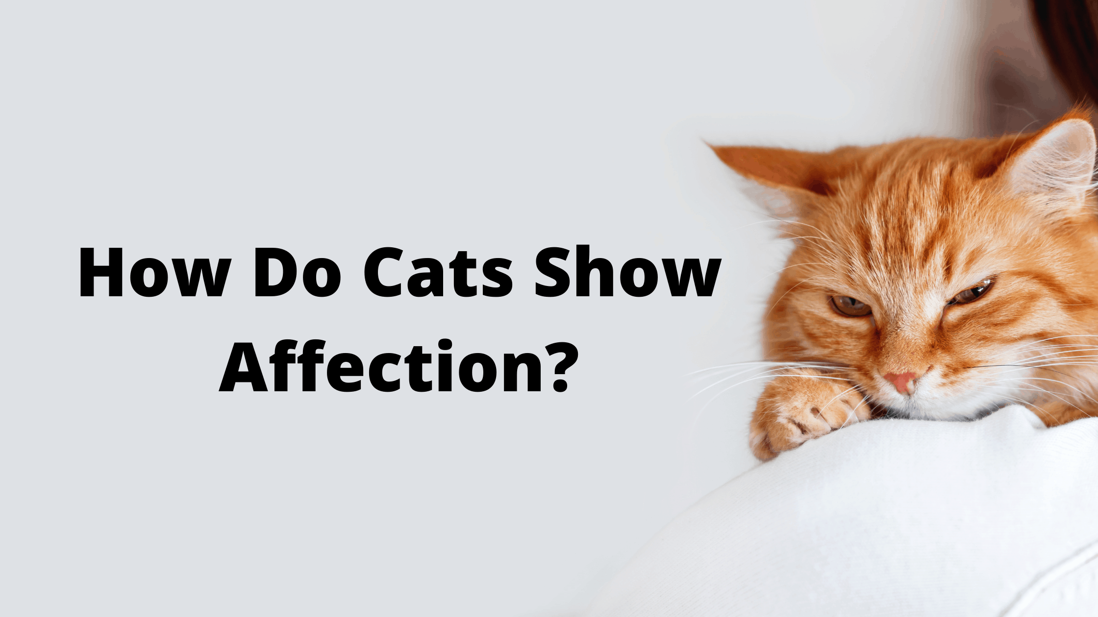 do cats show affection