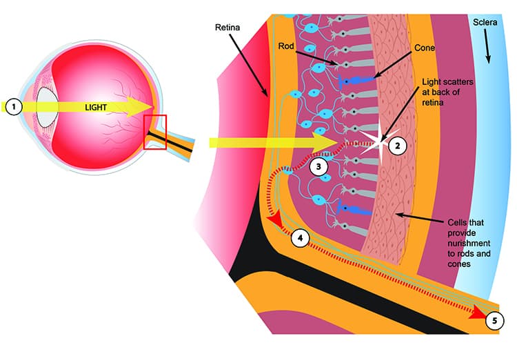 how rods and cones work in the eye
