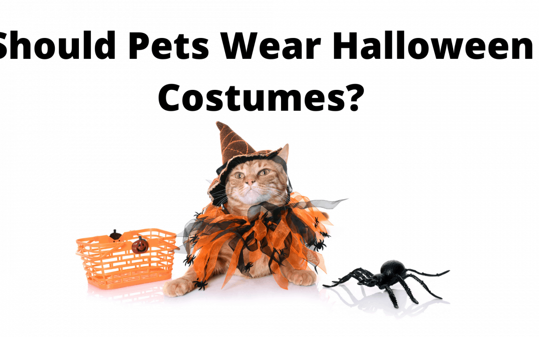 Should Pets Wear Halloween Costumes?
