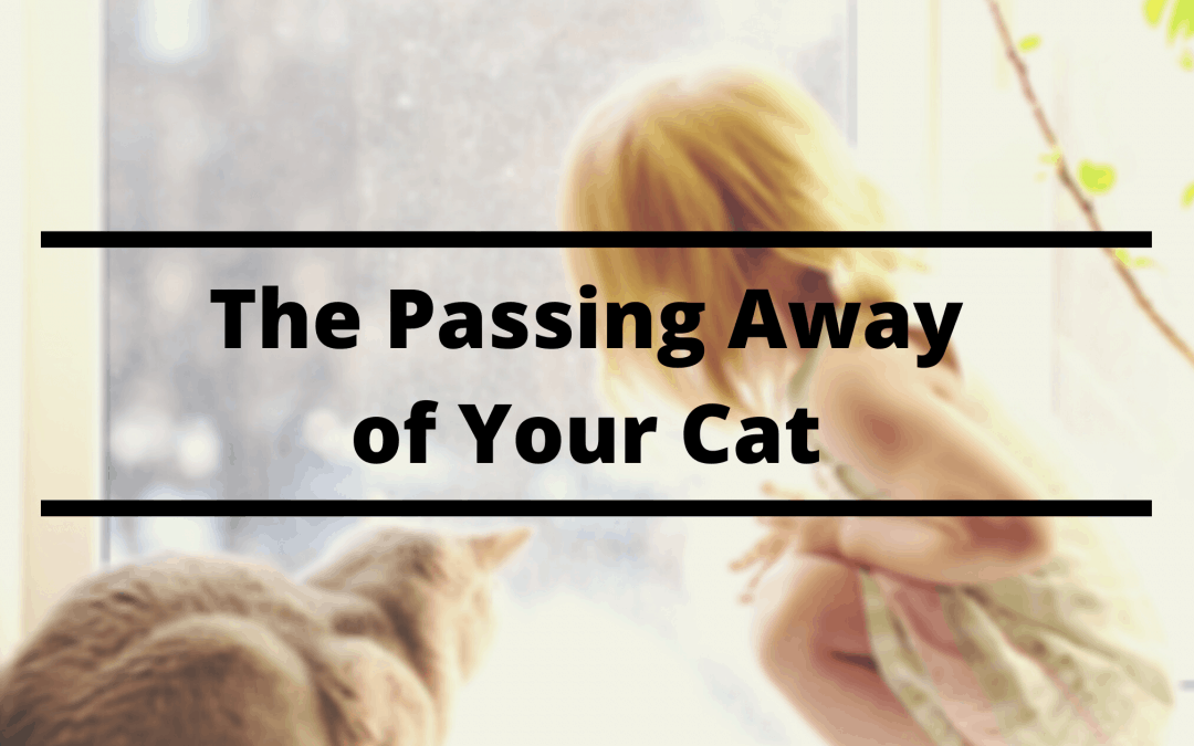 The Passing Away of Your Cat