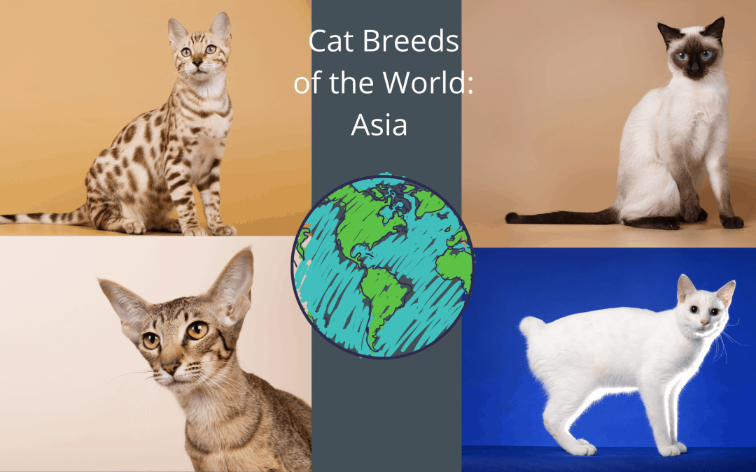 Cat Breeds of the World: Asia
