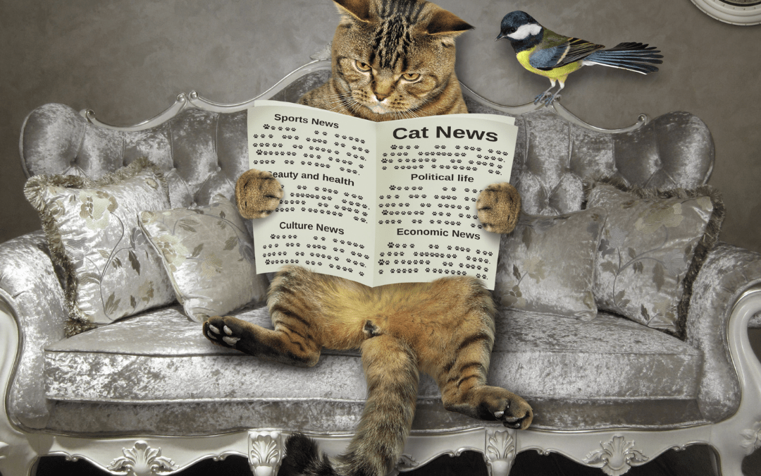 Newsworthy Cats