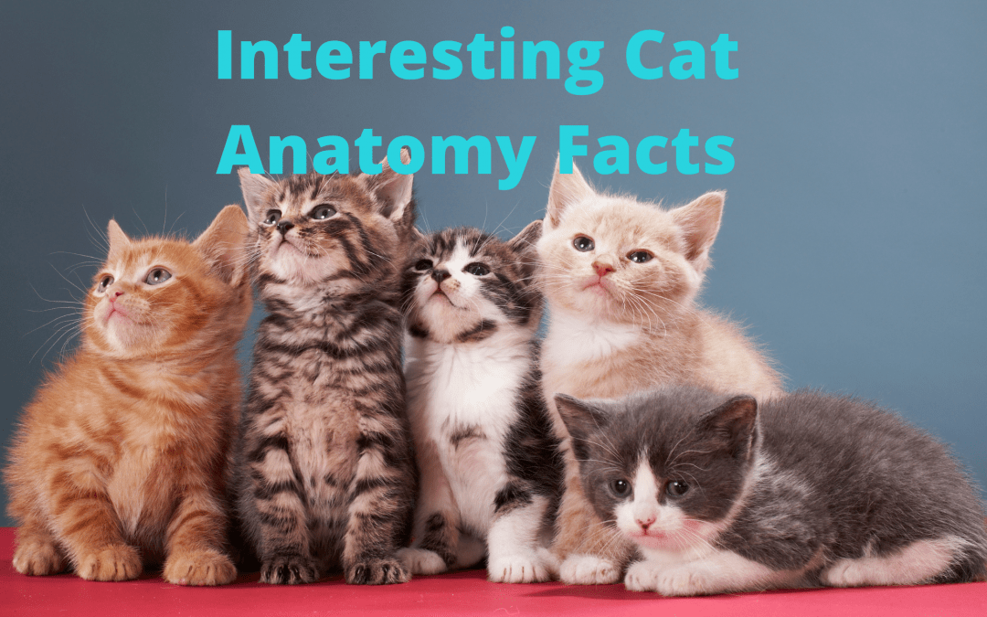 Interesting Cat Anatomy Facts