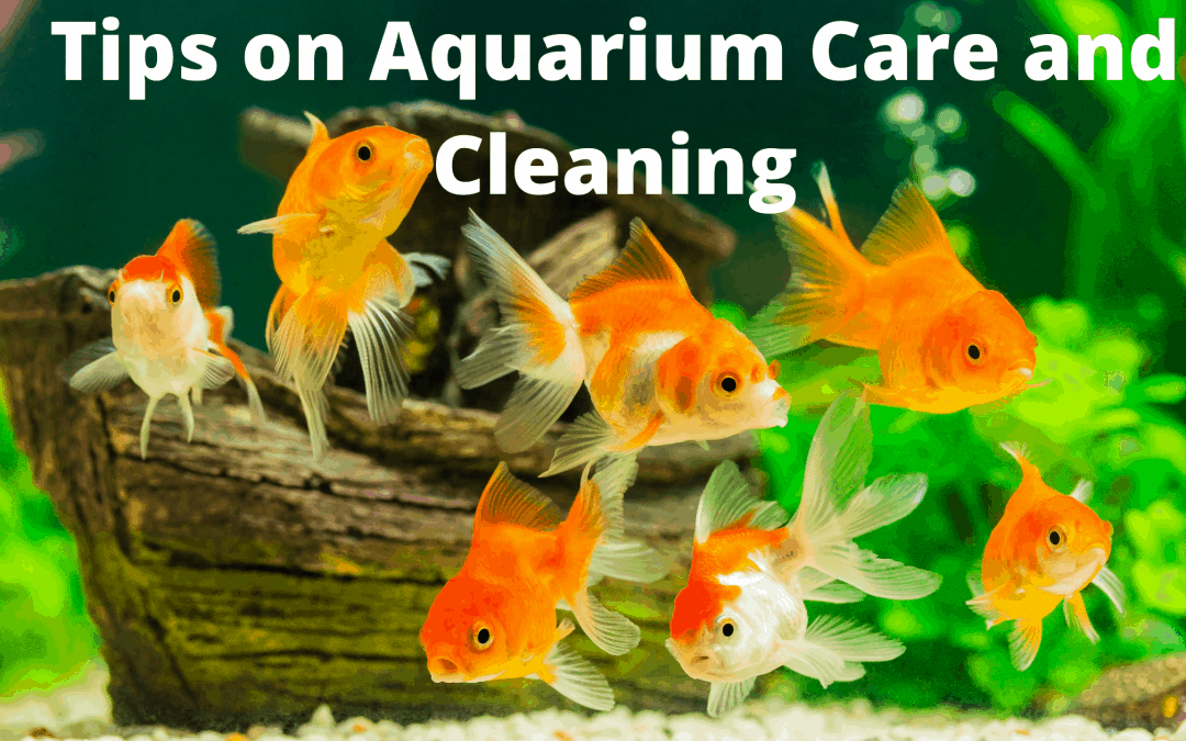 Tips on Aquarium Care and Cleaning