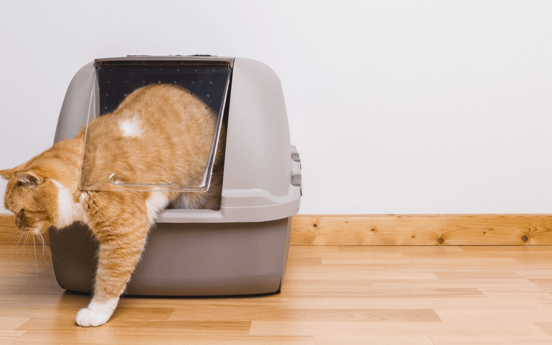 The Scoop on Cat Litter: The Importance of a Clean Box
