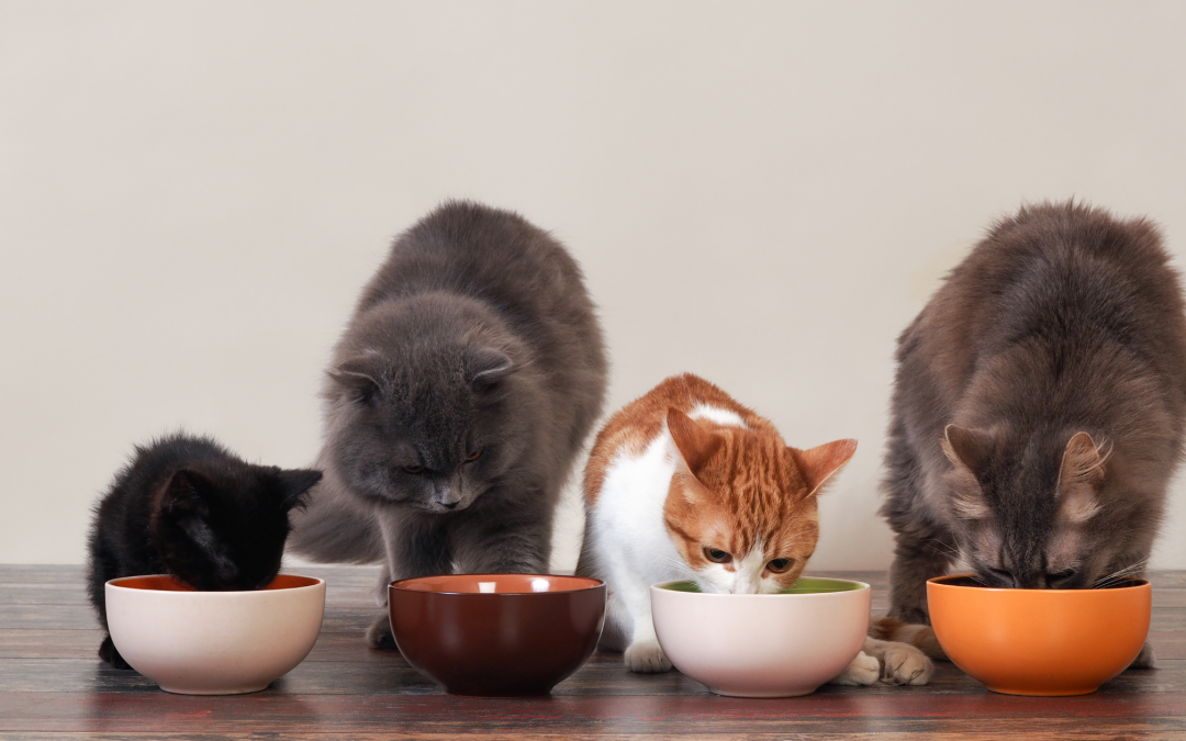 Basic Nutrition For Cats