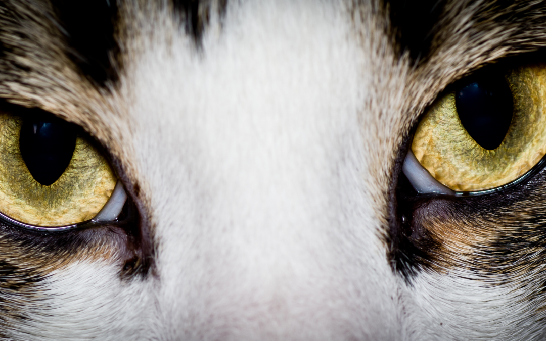 A Basic Introduction to Cat Eyes