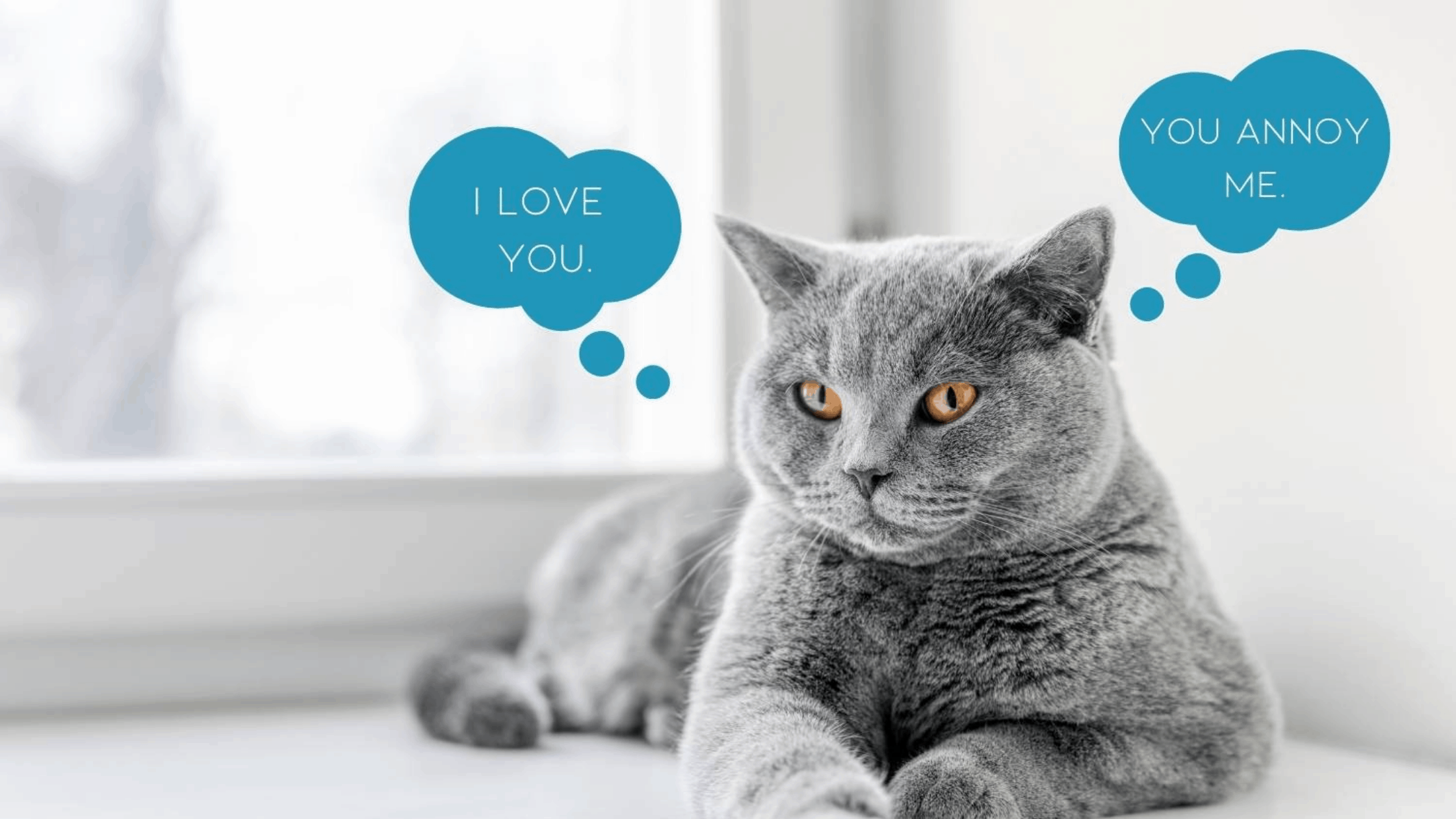 How Do Cats Communicate With Us? Cat Sitter Toronto Inc.