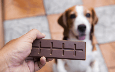 Chocolate bad for dogs