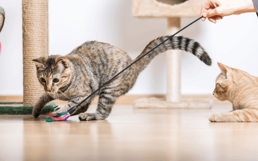 Importance of Playing with your Cat