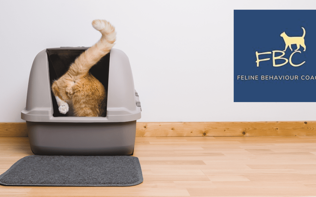 Litter Box Issues: Let’s Talk About the Nitty Stinky!