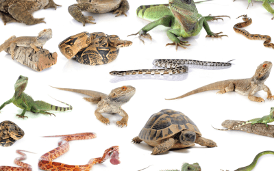The Pros and Cons of Reptiles as Pets