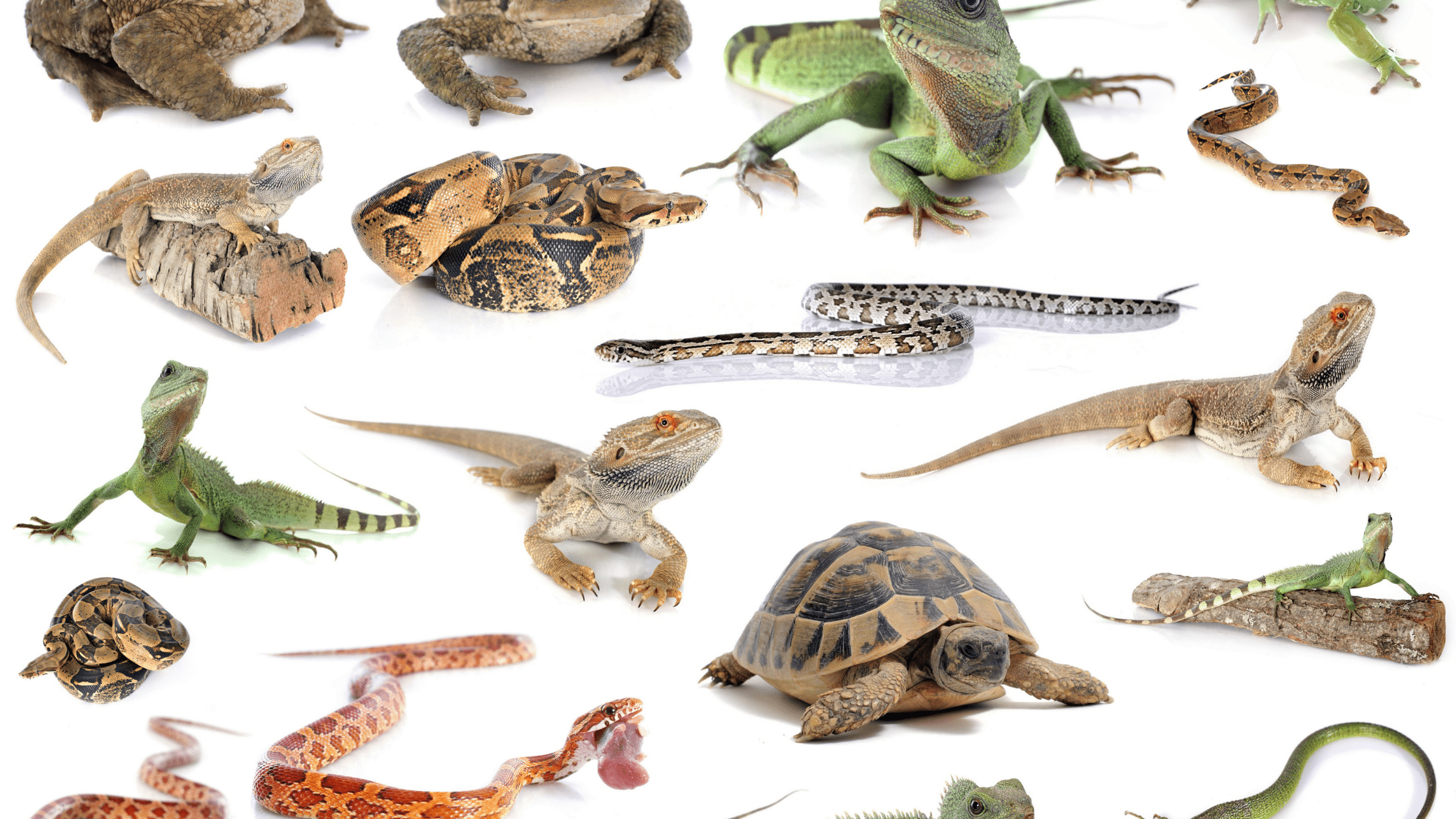 pictures of reptiles