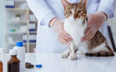 The Scoop On Kitty Vaccinations