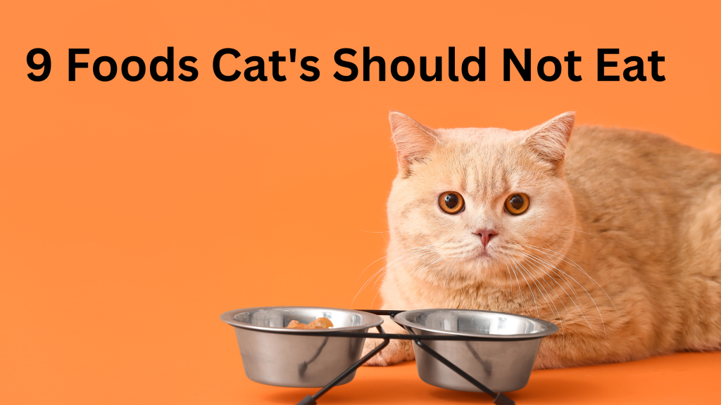 9 foods cat's should not eat