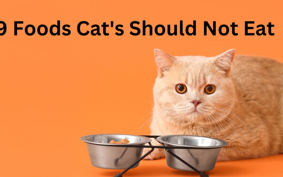 9 Foods Cat’s Should Not Eat